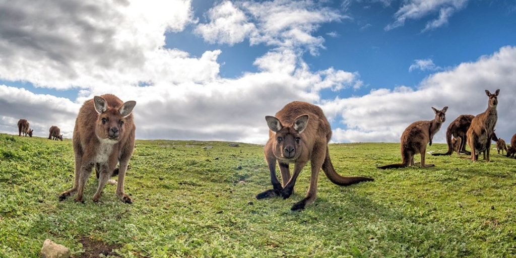 4513 دولارًا-خط ساحل Tour Australia والغابات المطيرة (الأرض فقط)