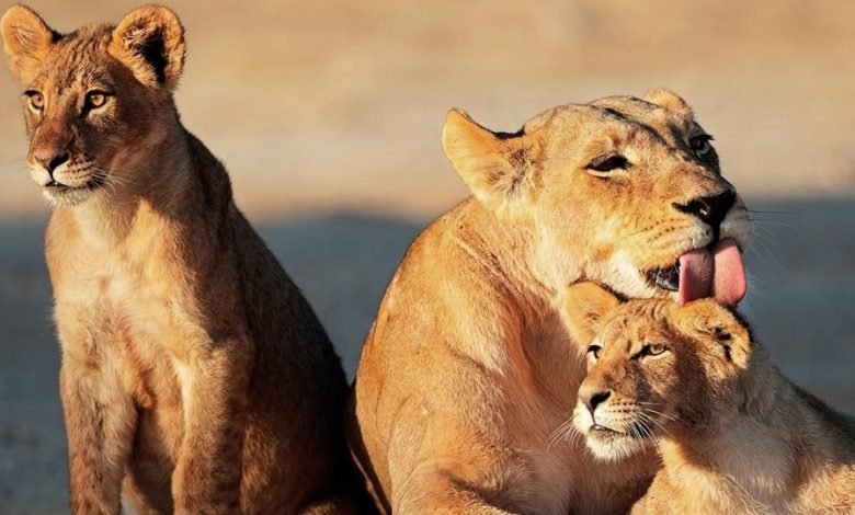 1599 دولارًا — رحلات السفاري الأفريقية متضمنة. الرحلات الجوية، وفر 3200 دولار