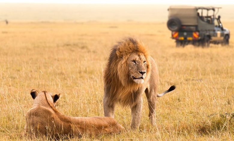 4499 دولارًا أمريكيًا – Safari Kenya Wildlife Safari: 9 ليال مع الهواء والوجبات 4499 دولارًا أمريكيًا – Safari Kenya Wildlife Safari: 9 ليال مع الهواء والوجبات