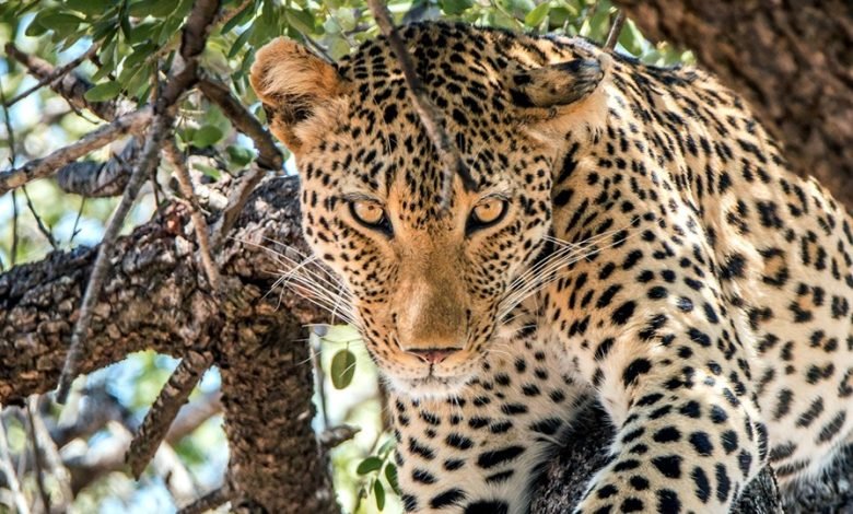 2499 دولارًا-Sather Africa Safari مع Air W/Air 2499 دولارًا-Sather Africa Safari مع Air W/Air