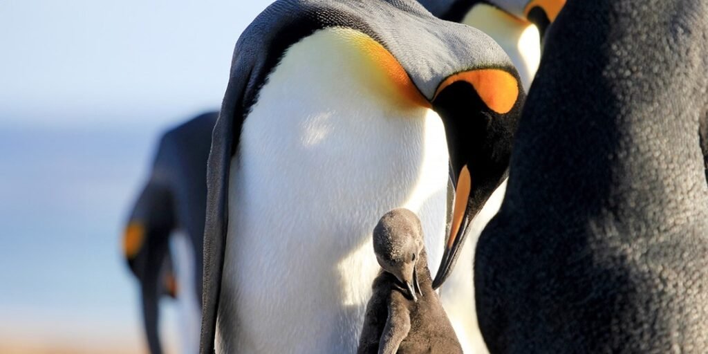 وفر 2000 دولار – رحلات المغامرات في Antarctica & Patagonia