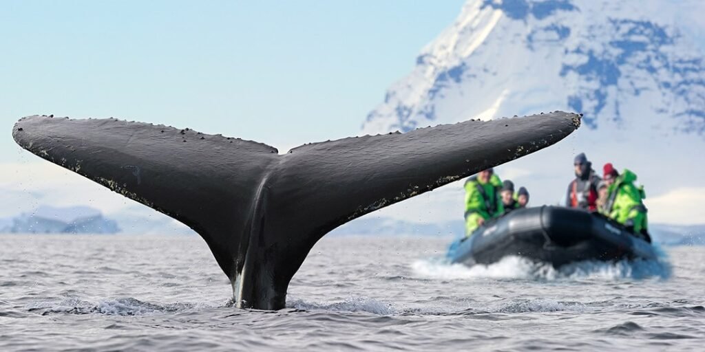 وفر 3000 دولار – Antarctica Cruises | Travelzoo وفر 3000 دولار – Antarctica Cruises | Travelzoo